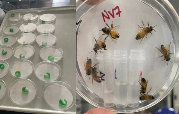 Entomological Research Sub Station